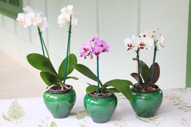 9cm Orchid in Ceramic2.jpg